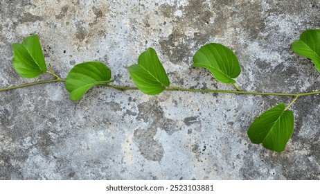 Organic contrast, green vine spreading across a rough cement wall - Powered by Shutterstock