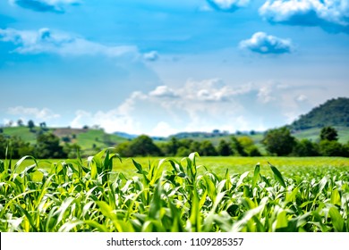 Organic Corn Or Maize In Cornfield Of Farm On Sky Blue Or Azure Sky And Cloud. It Agriculture Farm On Mountain Sunset. It Safety Corn To Food For People. It Growing And Harvest On Farmland In Country