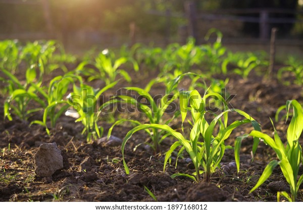 Organic corn\
planted in the garden with bright morning sunlight. The development\
of young plants, from sequence to tree, ready to be harvested.\
Agriculture for the food\
industry