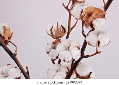 Organic Cotton plant flower branch