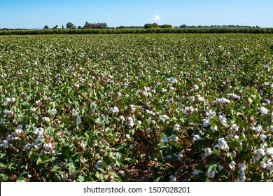 Organic cotton plants field with white open buds ready to harvest in Andalusia, Spain