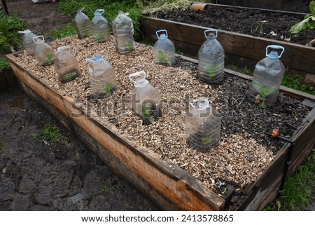 organic crops protected from snails and slugs with recycled water bottles on raised wooden beds