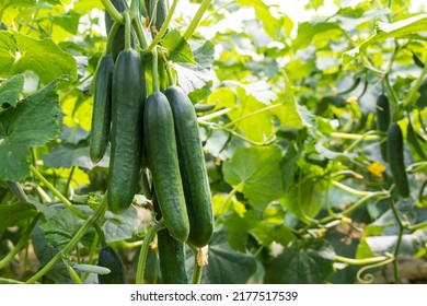Organic cucumbers cultivation. Closeup of fresh green vegetables ripening in glasshouse - Shutterstock ID 2177517539