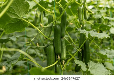 Organic cucumbers cultivation. Closeup of fresh green vegetables ripening in glasshouse