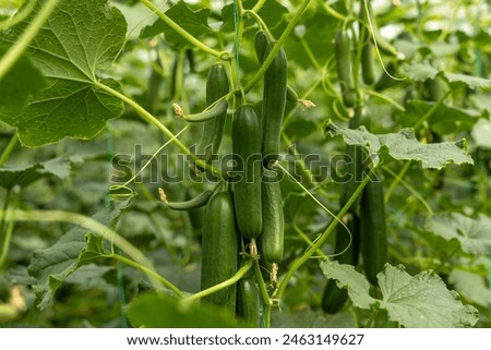 Similar – Image, Stock Photo Zucchini blossom Blossom