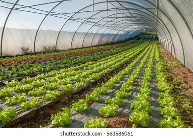 262,640 Greenhouse Vegetables Images, Stock Photos & Vectors | Shutterstock