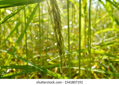 organic ear of paddy. Thai jasmine rice. Rice plant in rice field.