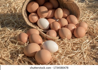 organic eggs from free-range hens in a wicker basket