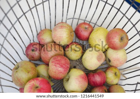 Similar – Apfelernte Frucht