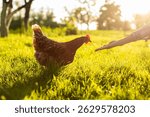 Organic farm concept. Woman farmer feeding hen from hand, chicken pecking grains, walking in green grass on farm field on sunny day