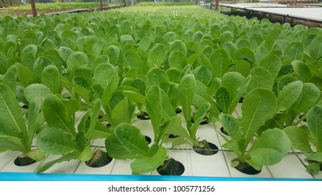 organic farm grown without using chemicals