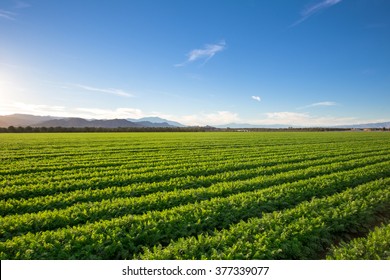 Organic Farm Land Crops In California
Blue skies, palm trees, multiple layers of mountains add to this organic and fertile farm land in California. - Powered by Shutterstock