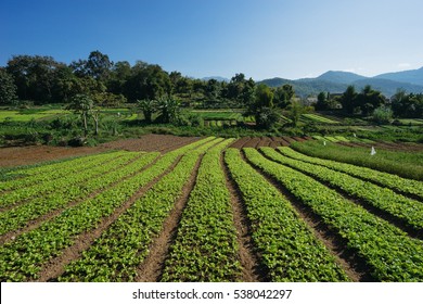 Organic Farm In Luang Prabang, Laos