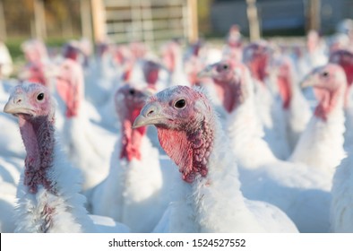 Organic Farm Turkeys In The Midday Sun.