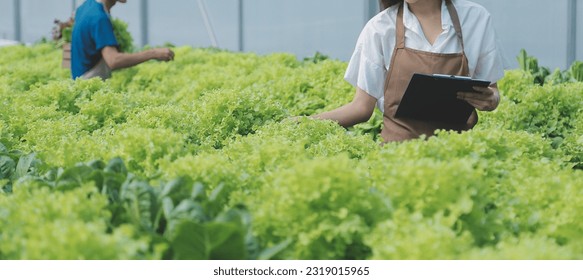 Organic farm ,Worker testing and collect environment data from bok choy organic vegetable at greenhouse farm garden. - Powered by Shutterstock