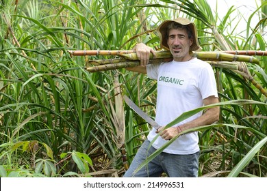 Organic Farmer Carrying Sugar Cane In Front Of Plantation