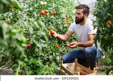 Organic farmer checking his tomatoes in a hothouse
