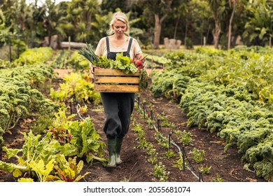 Organic farmer gathering fresh vegetables on her farm. Young female farmer holding a box with fresh produce while walking through her vegetable garden. Young woman harvesting on an agricultural field. - Shutterstock ID 2055681074