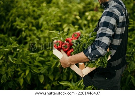 Organic farmer holding freshly picked vegetables in an agricultural field. A self-sustainable man gathering fresh green and red produce in his garden during harvest season.