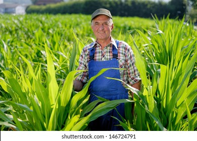 Organic Farmer Looking At Sweetcorn In A Field. Model Is Real Farm Worker