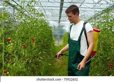 Organic Farmer Manuring Tomato Plants With Backpack Sprayer
