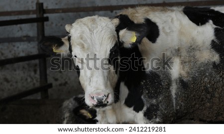 organic farming, animal husbandry, animals raised in the barn in the village house. cattle farming. Photo of black and white hairy cow, buffalo, calf and calf in the barn.