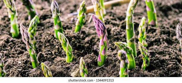 Organic farming asparagus in black soil 