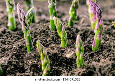 Organic farming asparagus in black soil 