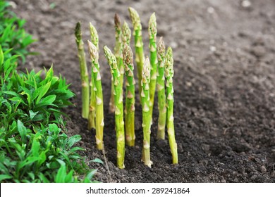 Asparagus Farm Images, Stock Photos & Vectors | Shutterstock