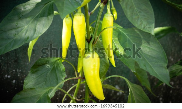 organic farming\
of banana pepper in home\
garden