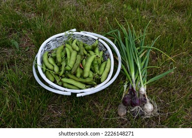 Organic Farming - Broad Beans And Various Types Of Onions Grown Without Artificial Fertilizers And Chemical Plant Protection Products