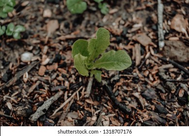 Organic Farming Garden Growing Fruit And Vegtables 