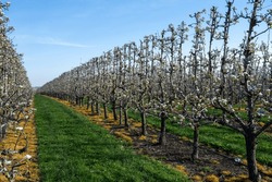 Organic Farming In Netherlands, Rows Of White Blossoming Pear Trees On Fruit Orchards In Zeeland