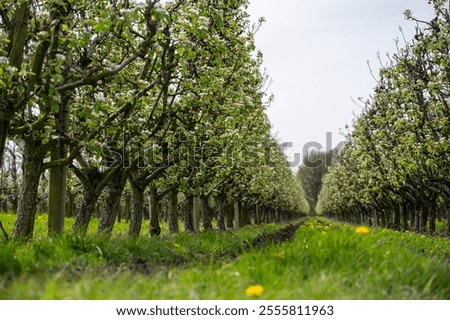 Image, Stock Photo Pears on the garden trees