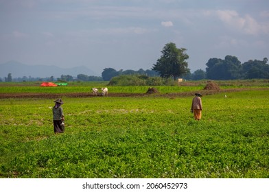 Organic Farming Oxen Plow The Field