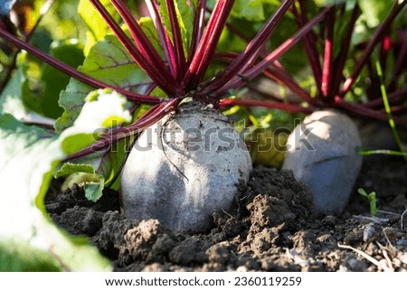 Organic farming, red table beets in the garden.