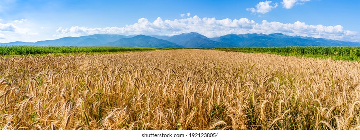 Organic farming of wheat. Wheat field in montains area. Ripe golden wheat in organic farm ready for harvest