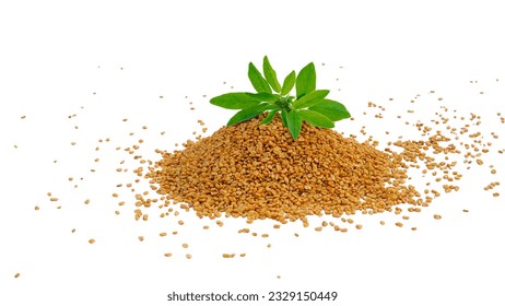 Organic fenugreek Seeds - Methi Dana. Organic Indian spice fenugreek - popular ingredient in curry paste