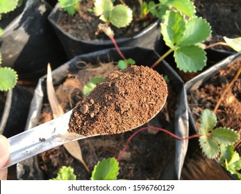 Organic Fertilizer Bat Guano In Spoon.