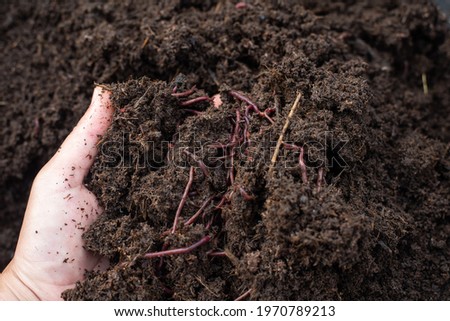 Organic fertilizers by earthworm African Night Carwler(AF) agriculture concept.
