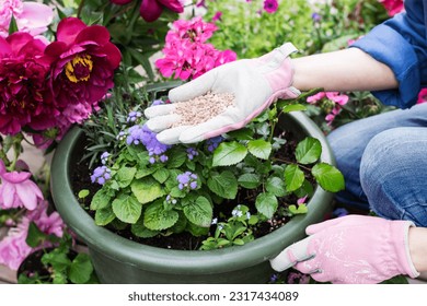 Organic fertilizers in hand of woman, who prepares to fertilize flowers in pots, person cares about flowers in home garden, fertilizing and flower care concept