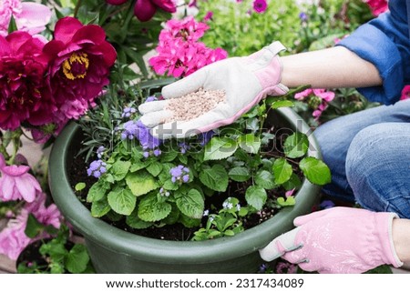 Organic fertilizers in hand of woman, who prepares to fertilize flowers in pots, person cares about flowers in home garden, fertilizing and flower care concept