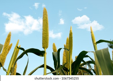 Organic Finger Millet Field