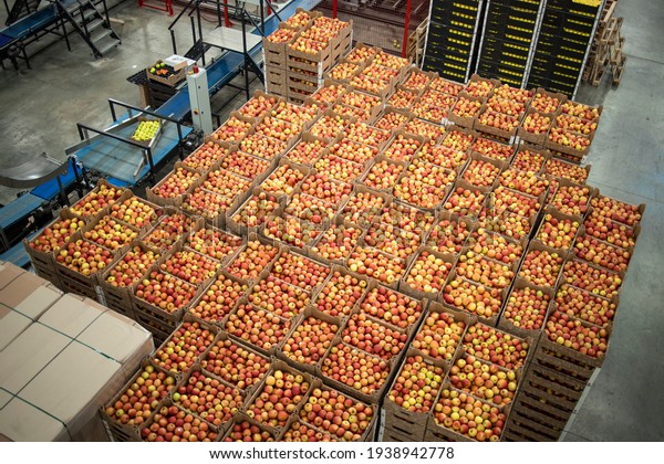 Organic food factory production line and crates\
full of apples.