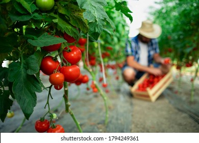 Organic food farm. Farmer picking fresh ripe tomato vegetables and putting into wooden crate. Focus on tomatoes.
