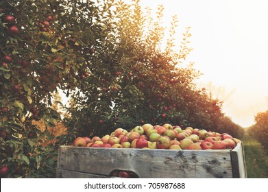 Organic Fresh Apples in a wooden crate in an apple orchard. Fall harvest. - Powered by Shutterstock