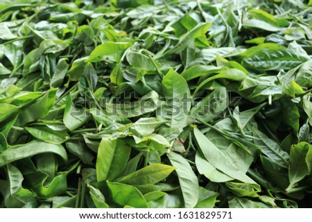 Organic fresh grean tea leaf