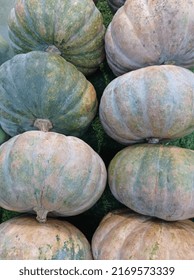 Organic Fresh Pumpkins For Sale At Market. Pumpkin Is A Type Of Winter Squash That Belongs To The Cucurbitaceae Family. Pumpkins Thick Shell Contains The Seeds And Pulp.