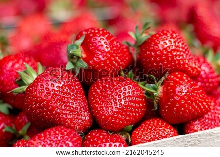 Organic and fresh strawberries in farmer market.A market stall with boxes of fresh strawberries
