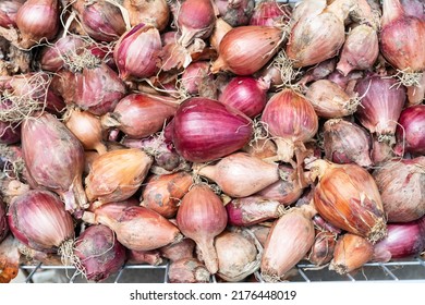 Organic Freshly Picked Red Natural Onion.Selective Focus.Close Up. Demirkoy District Kırklareli City Turkey